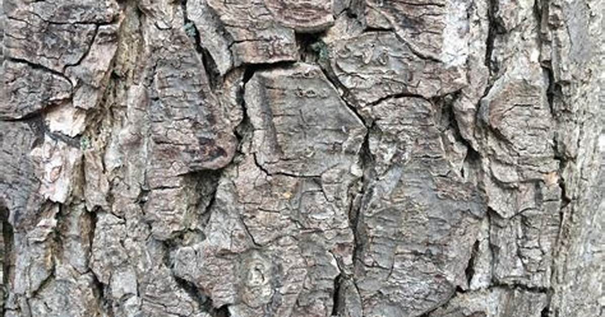 What Does the Bark of an Alder Tree Look Like?