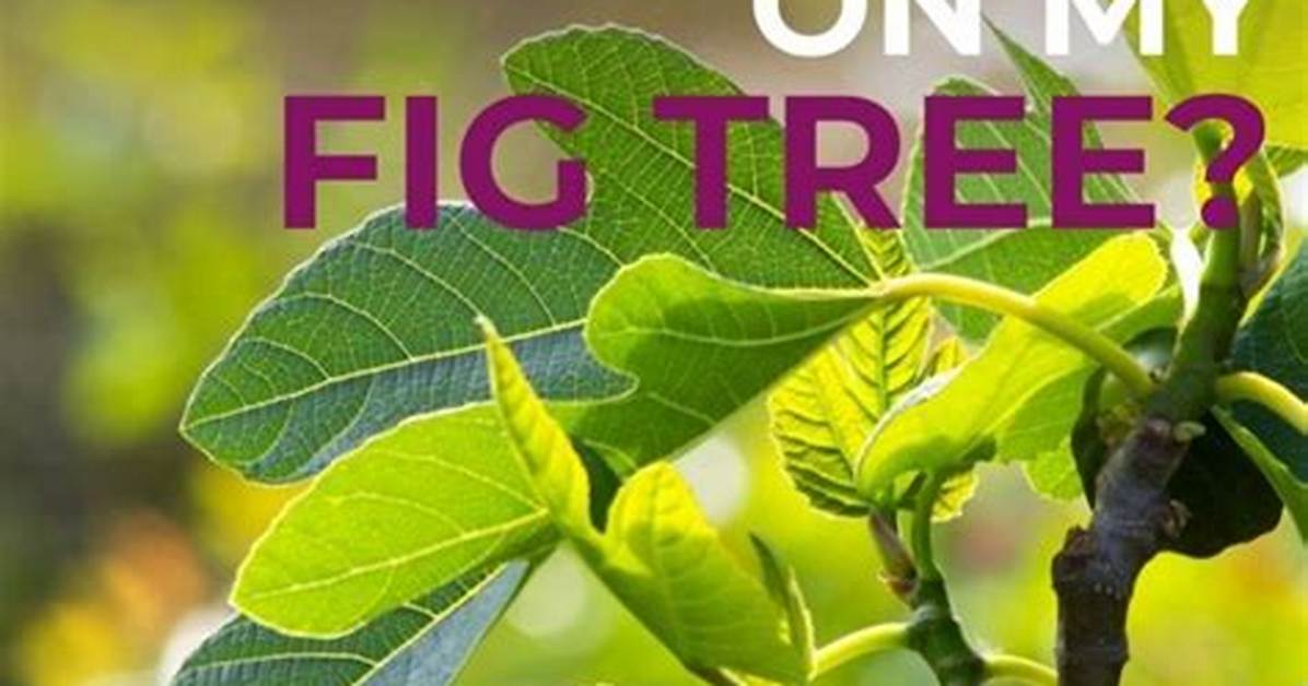 What Does Trees with No Fruit Mean?