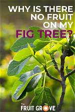 What Does Trees with No Fruit Mean?