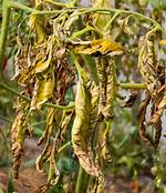 What Does Verticillium Wilt Look Like on Japanese Maple?