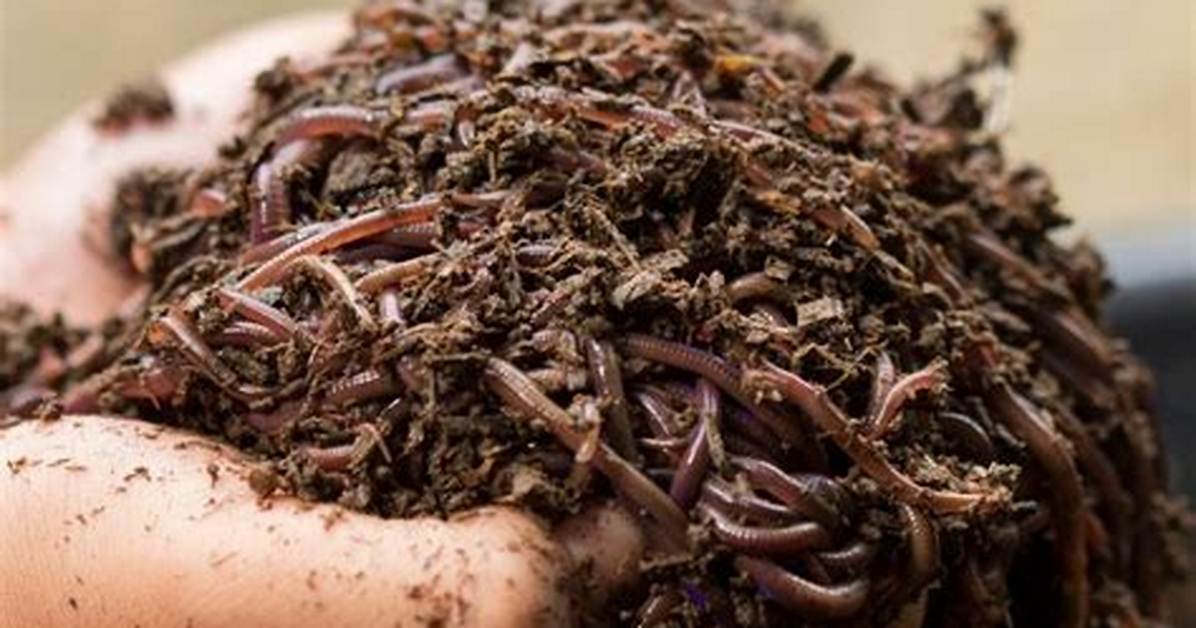 What Does Worm Castings Do for Plants?