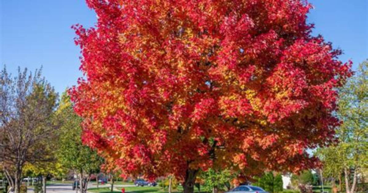 What Eats a Red Maple Tree?