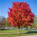 What Eats a Red Maple Tree?