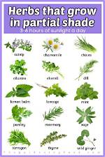 What Edibles Grow in Partial Shade?