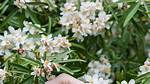 What Evergreen Shrubs Do Well in Clay Soil?
