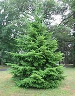 What Evergreens Are Native to Illinois?