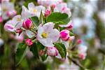 What Flowering Plants Produce Fruit?