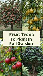 What Fruit Trees Grow Well in the South?