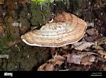 What Fungus Grows on Oak Trees?