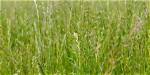 What Grass Grows Best in Alamogordo Nm?