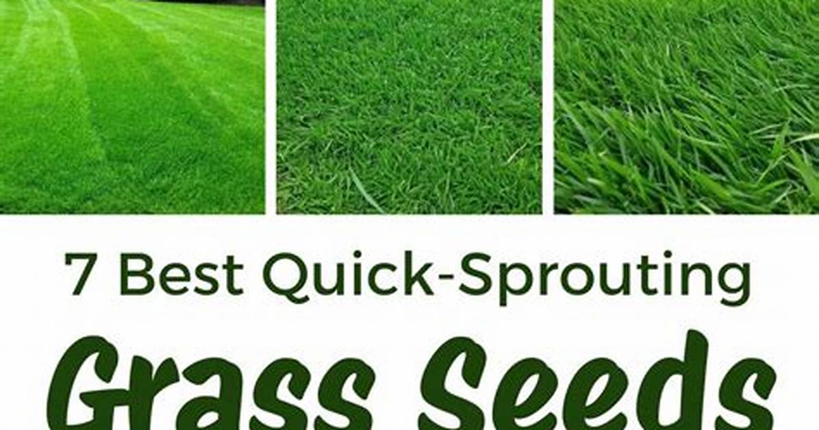 What Grass Seed Grows the Best?