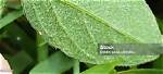 What Grows on the Underside of Leaves?
