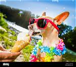What Happens If a Dog Eats Vanilla Ice Cream?