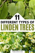 What Happens If a Linden Tree Is Left Untreated?