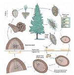 What Happens If a Tree Is Too Close to Your House?