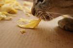 What Happens If Cats Eat Cheese?