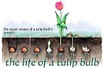 What Happens If I Plant My Tulips Too Deep?