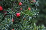 What Happens If You Eat Taxus Baccata?