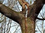What Happens to a Tree After a Lightning Strike?