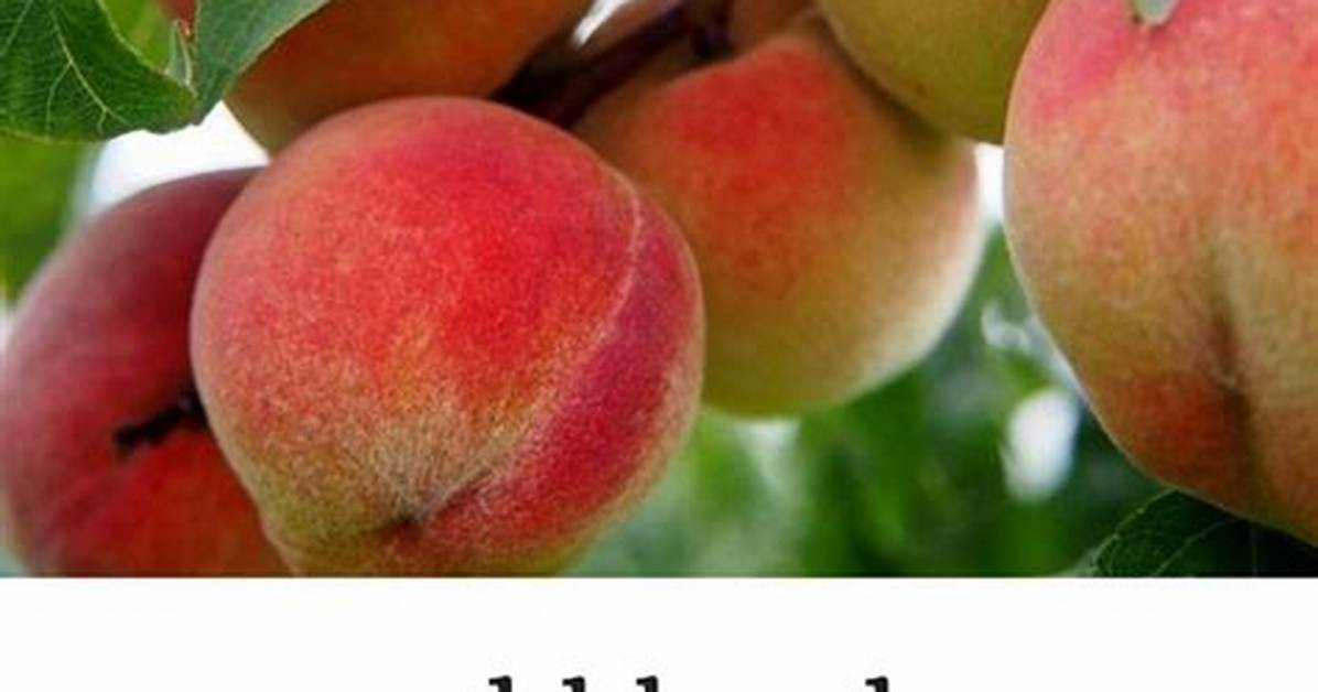 What Happens to Peach Trees in Cold Weather?