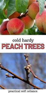 What Happens to Peach Trees in Cold Weather?