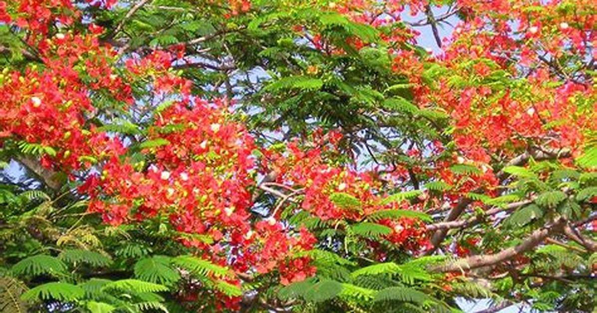 What Happens When a Poinciana Tree Is Cut Down?