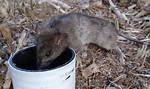 What Happens When Mouse Poison Gets Wet?