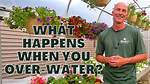 What Happens When You over Water Your Lawn?