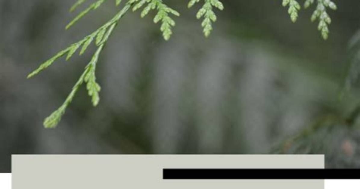 What Helps Cedar Trees to Grow?