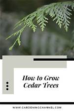 What Helps Cedar Trees to Grow?