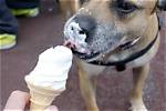 What If a Dog Eats Ice Cream?