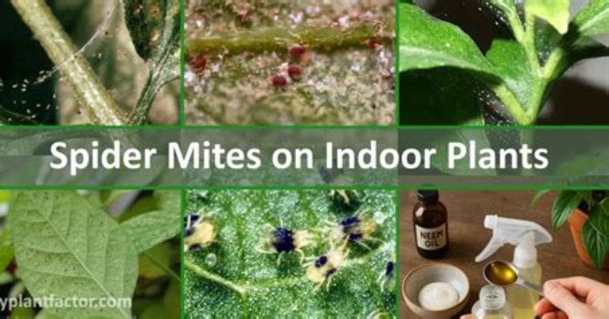 What Indoor Plants Attract Spider Mites?