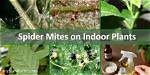 What Indoor Plants Attract Spider Mites?