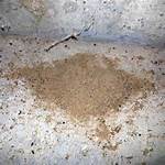 What Insect Leaves Piles of Sawdust?
