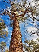 What Is an Australian Tree with Flaky Bark?