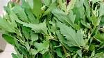 What Is Bathua Called in English