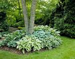 What Is Best to Plant Around a Pool?