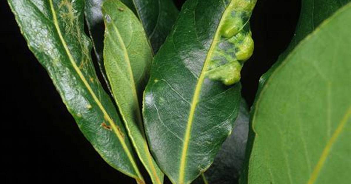 What Is Causing My Bay Leaves to Curl?