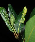 What Is Causing My Bay Leaves to Curl?