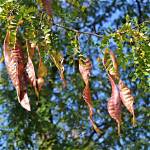 What Is Eating My Honey Locust Tree?