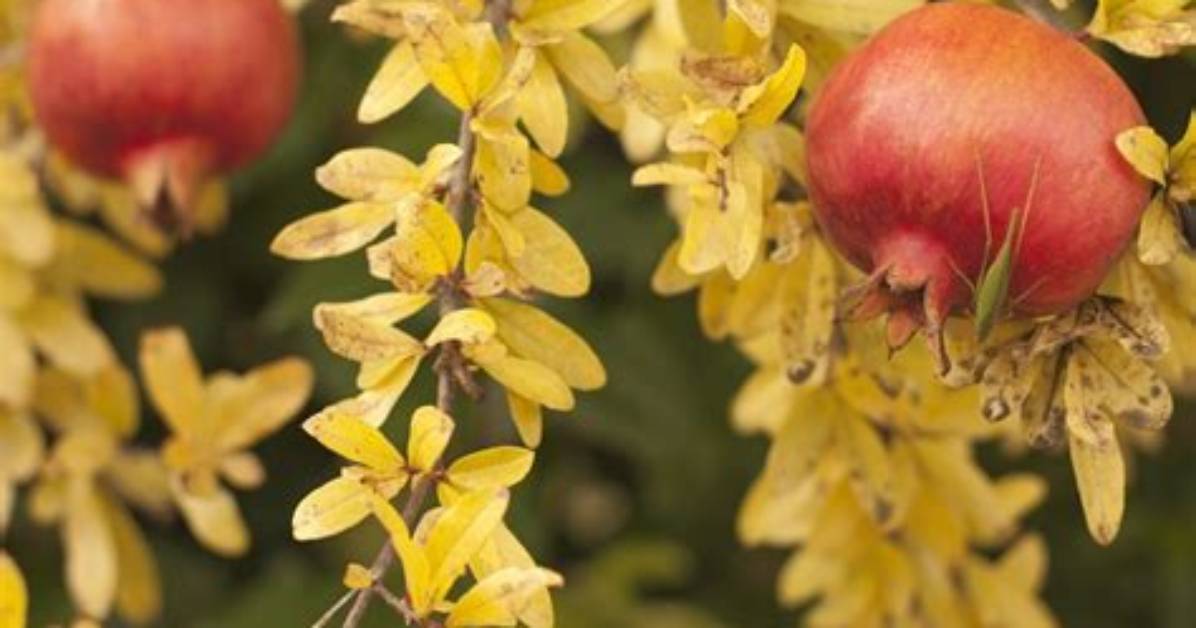 What Is Eating My Pomegranate Leaves?
