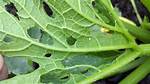 What Is Eating My Zucchini Leaves?