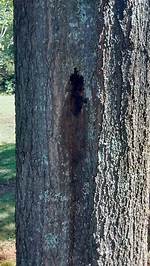 What Is Leaking from My Oak Tree?