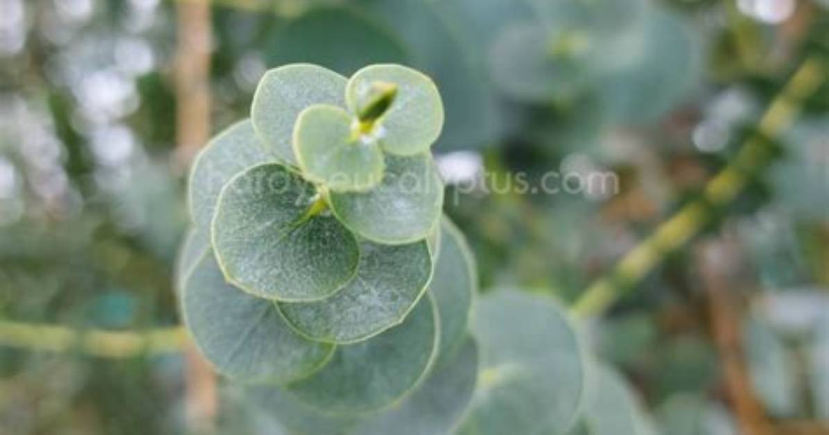 What Is Special About the Eucalyptus?