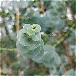 What Is Special About the Eucalyptus?