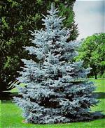 What Is the Best Blue Spruce?