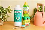 What Is the Best Fertilizer for Sabal Palms?