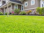 What Is the Best Grass for Front Lawn?