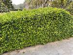 What Is the Best Hedge for South Florida?