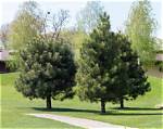 What Is the Best Pine Tree for Christmas?